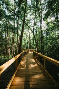 Congaree National Park Cypress Forest