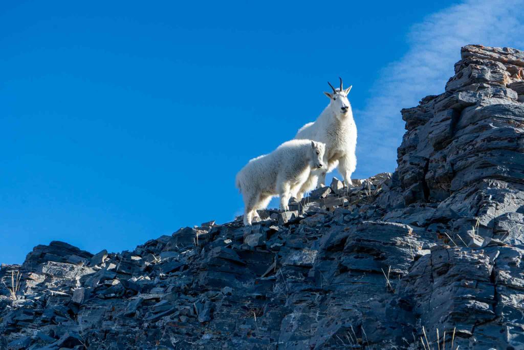 Mountain goats on Timp