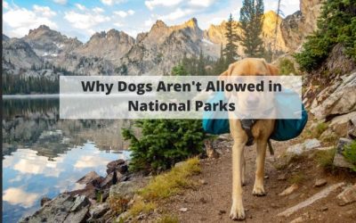 Why Dogs Aren’t Allowed in National Parks