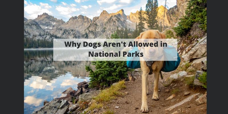 Why Dogs Aren't Allowed in National Parks