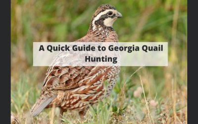 A Quick Guide to Georgia Quail Hunting