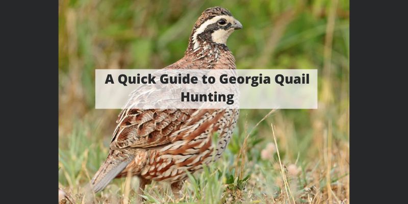 A Quick Guide to Georgia Quail Hunting