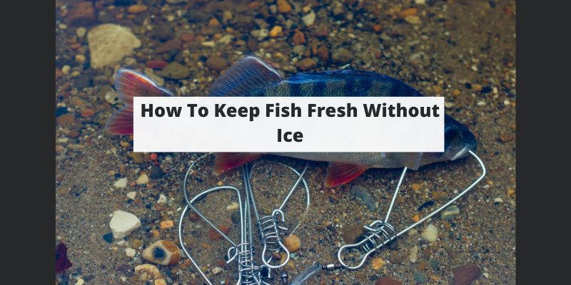 How To Keep Fish Fresh Without Ice