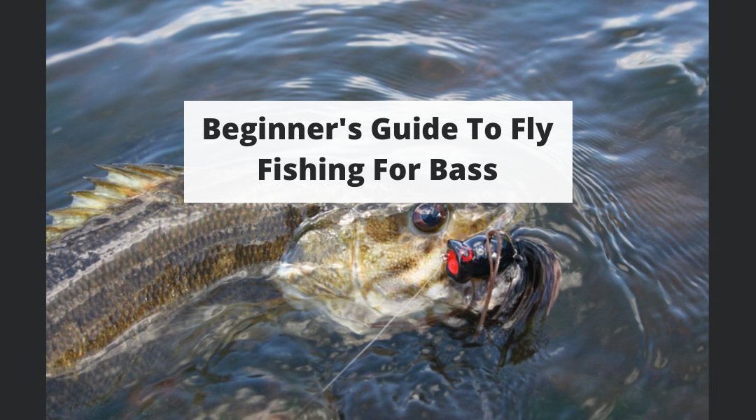 Beginner’s Guide To Fly Fishing For Bass