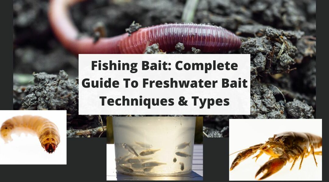 Fishing Bait: Complete Guide To Freshwater Bait Techniques & Types