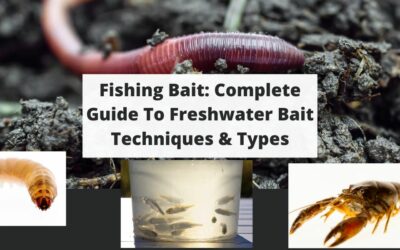 Fishing Bait: Complete Guide To Freshwater Bait Techniques & Types
