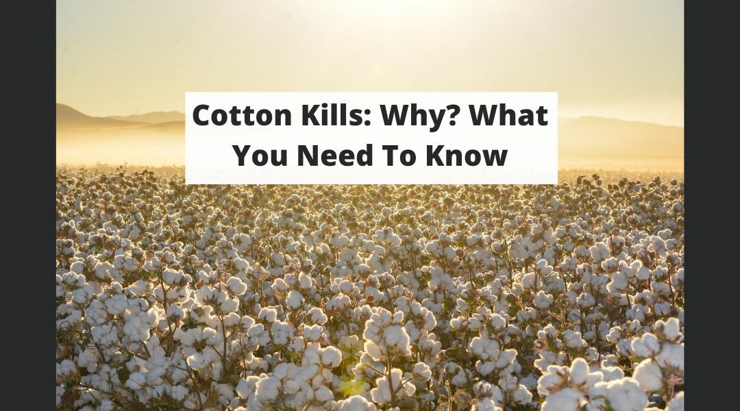 Cotton Kills: Why? What You Need To Know