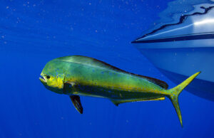 mahi-mahi or dolphin fish