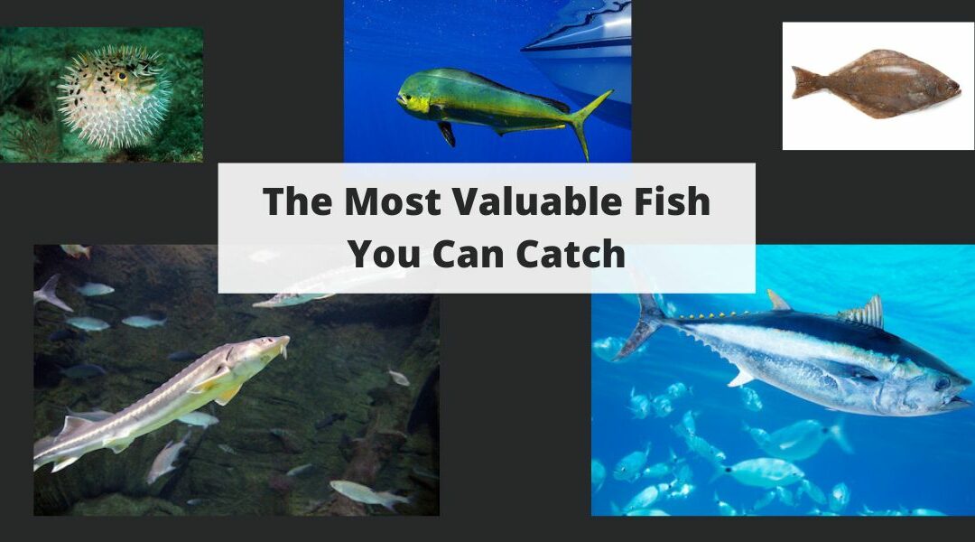 The Most Valuable Fish You Can Catch