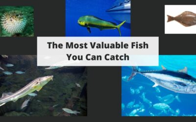 The Most Valuable Fish You Can Catch