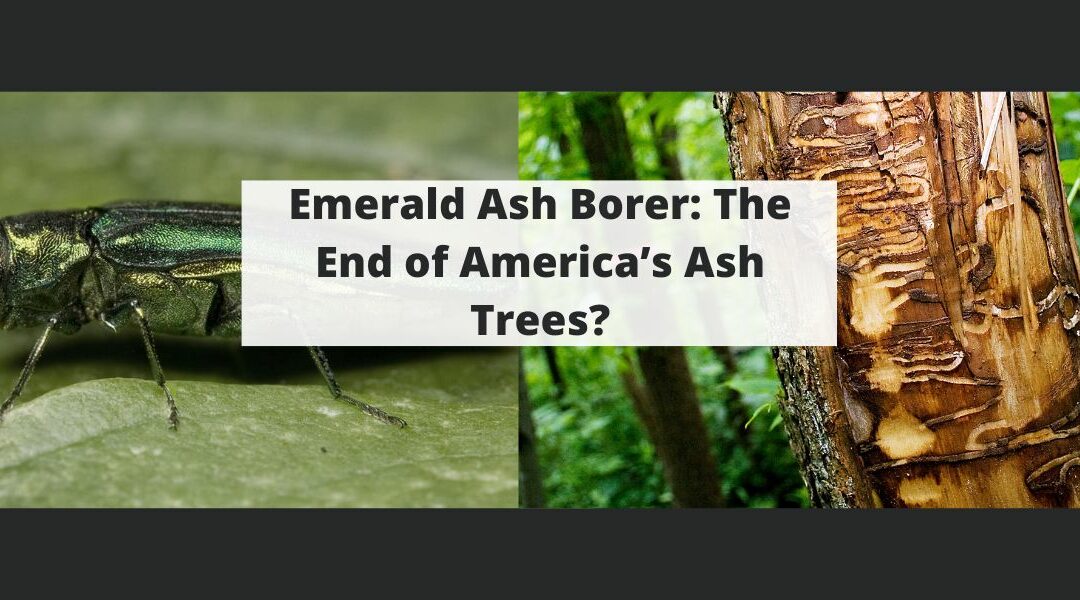 Emerald Ash Borer: The End of America’s Ash Trees?