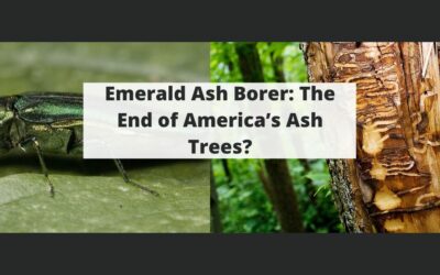 Emerald Ash Borer: The End of America’s Ash Trees?